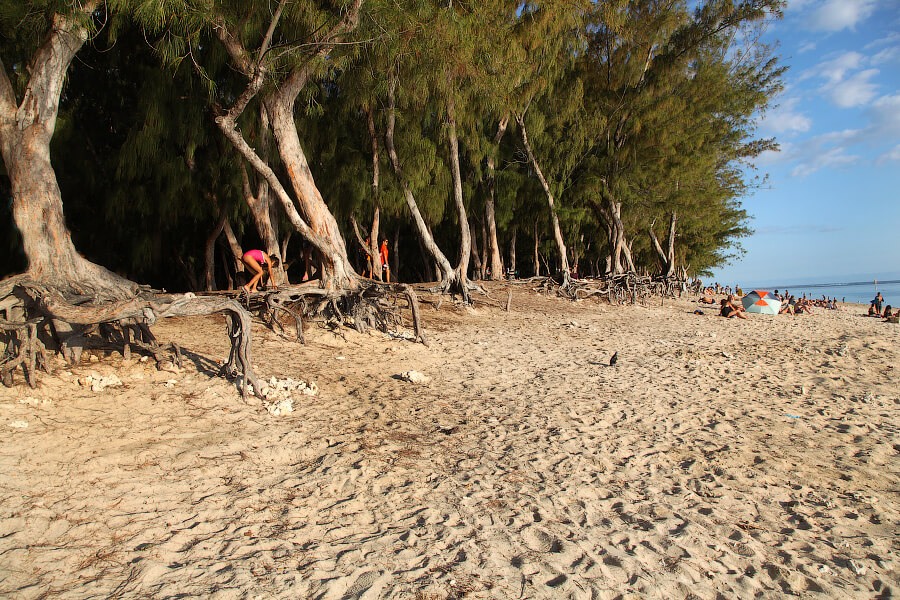 Знаменитые "ходячие" деревья на Plage de l'Ermitage на острове Реюньон
