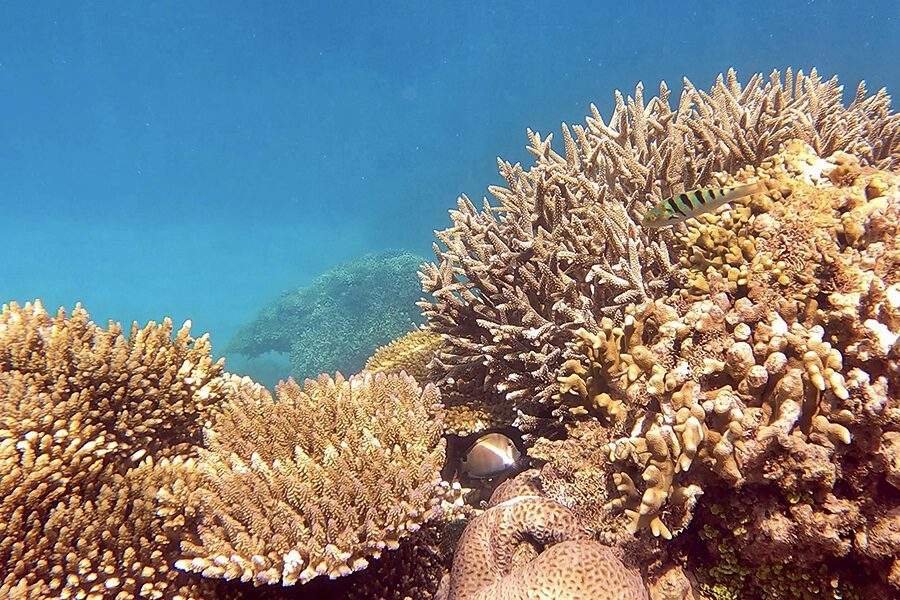 Живописный коралловый риф на острове Майотта