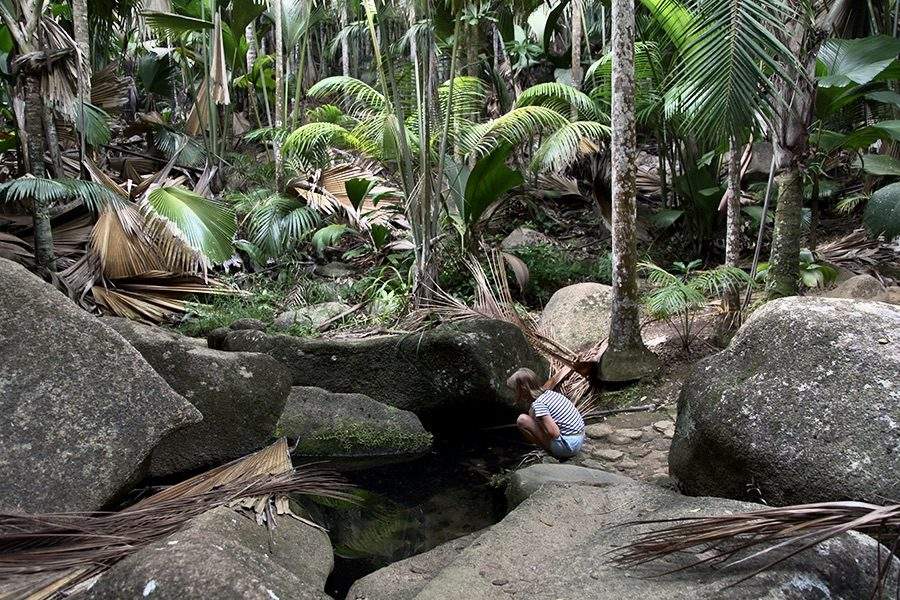 Ручей в заповеднике в национальном парке на острове Праслин, Сейшельские острова