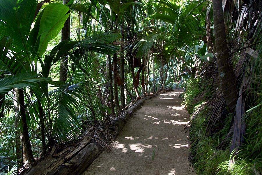 Дорожки в национальном парке Vallée de Mai на Сейшельских островах